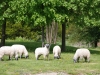 Grands-moutons